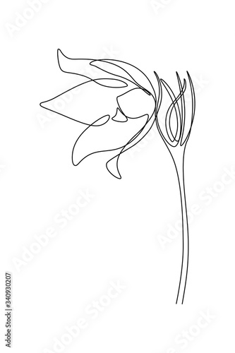 Pasque flower in continuous line art drawing style. Minimalist black linear sketch isolated on white background. Vector illustration