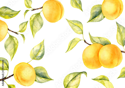 watercolor drawing branch of apricot