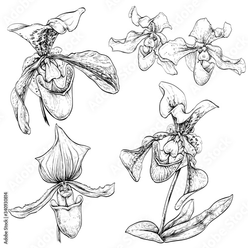 Hand drawn set with venus slipper orchid flowers. Black and white vector illustration isolated on white