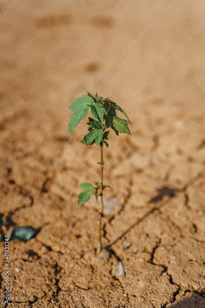 tree growing on cracked earth growing tree save the world environmental problems cut tree tree growing on cracked earth growing tree save the world environmental problems cut tree