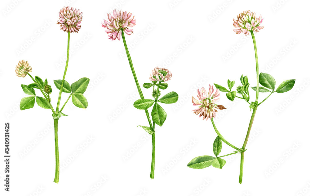 watercolor drawing white clover flowers