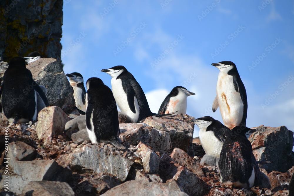 Obraz premium Viaje-Expedición Antartida