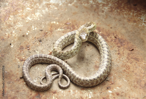 ヘビ　アオダイショウの子供