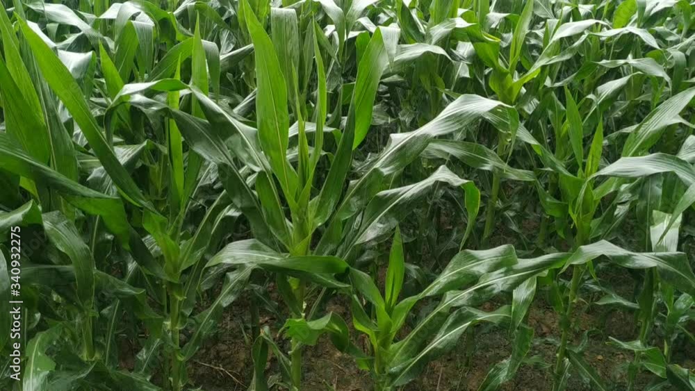 Rain falling on corn crop at form after severe summer drought natural. Nepal Rain falling on corn crop at form after severe summer drought natural. Nepal