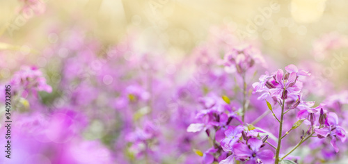 Panoramic view to spring background art with violet Lunaria honesty blossom. Spring day, close up, shallow depths of the field. Meadow with lots of pink spring flowers in sunny day