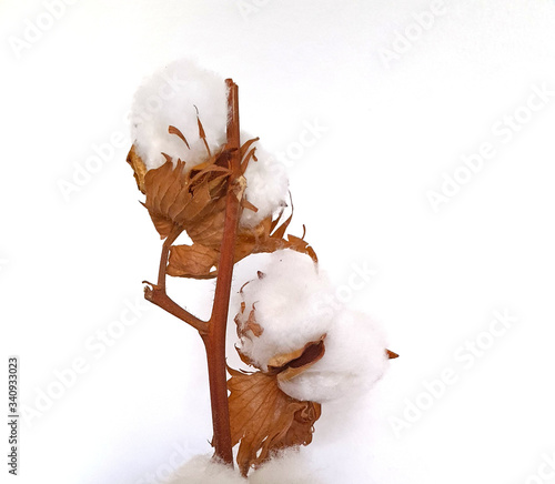 cotton buds on a white background