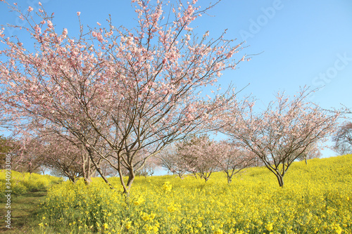 菜の花と桜 栃木県益子町 小宅古墳群