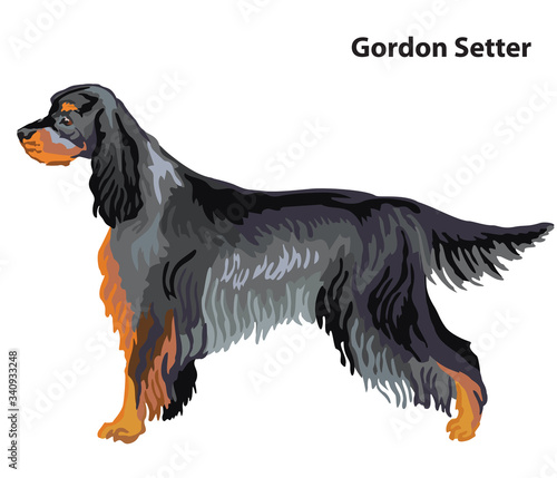 Colored decorative portrait of Dog Gordon Setter vector illustration