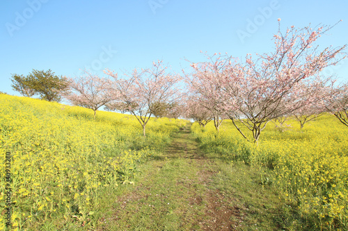 菜の花と桜 栃木県益子町 小宅古墳群