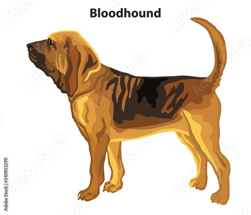 Colored decorative standing portrait of Bloodhound vector illustration