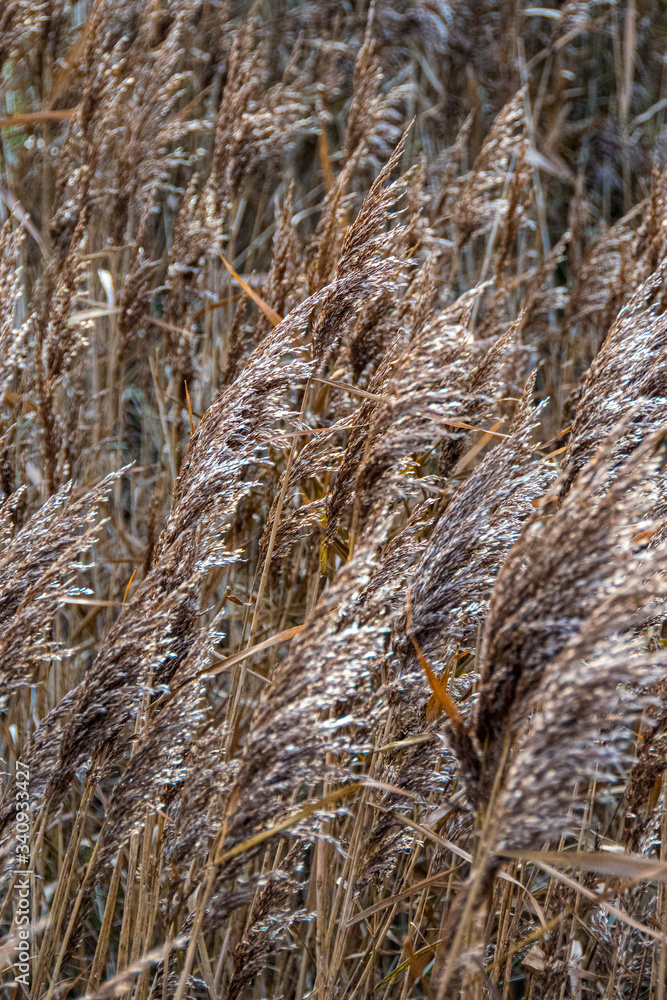 Fototapeta premium Gras2