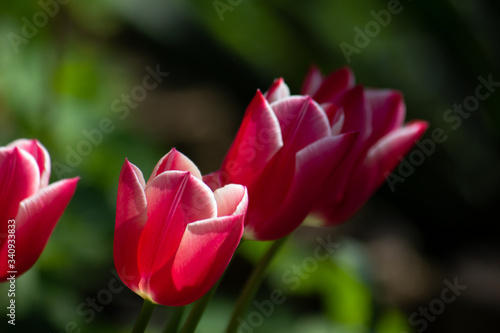 Tulpe
