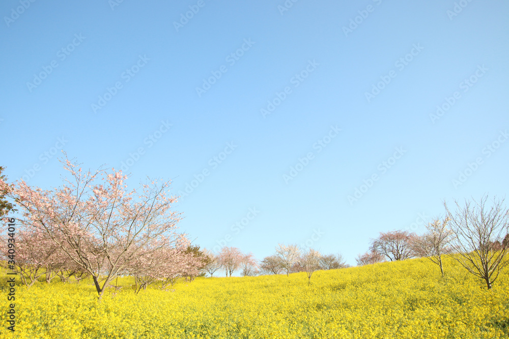 菜の花と桜 栃木県益子町 小宅古墳群 菜の花と桜 栃木県益子町 小宅古墳群