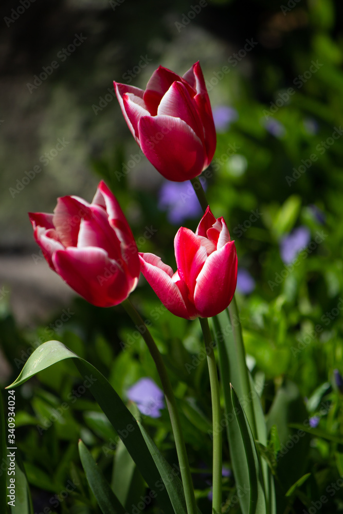 Fototapeta premium Tulpe