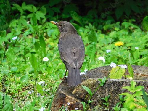 Turned black thrush bird on stump.