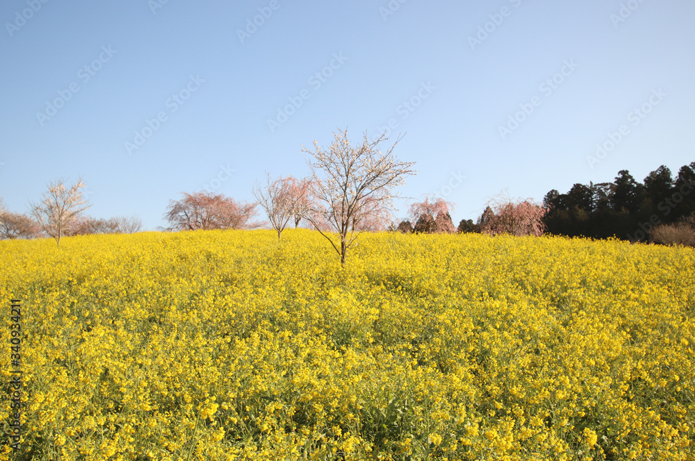 菜の花と桜 栃木県益子町 小宅古墳群 菜の花と桜 栃木県益子町 小宅古墳群
