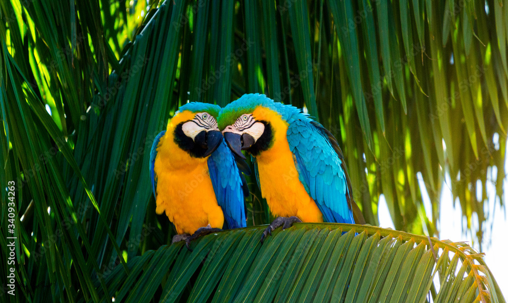 blue and yellow macaw