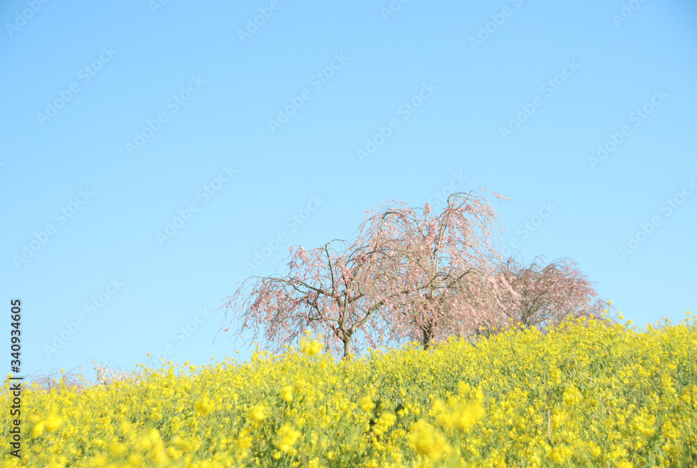 菜の花と桜　栃木県益子町　小宅古墳群