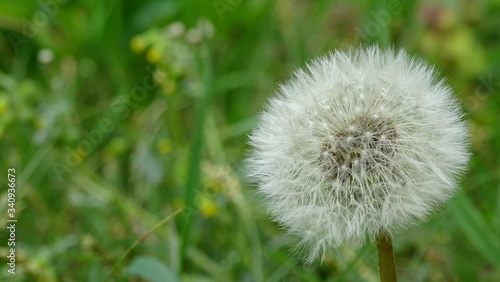 dandelion in the grass