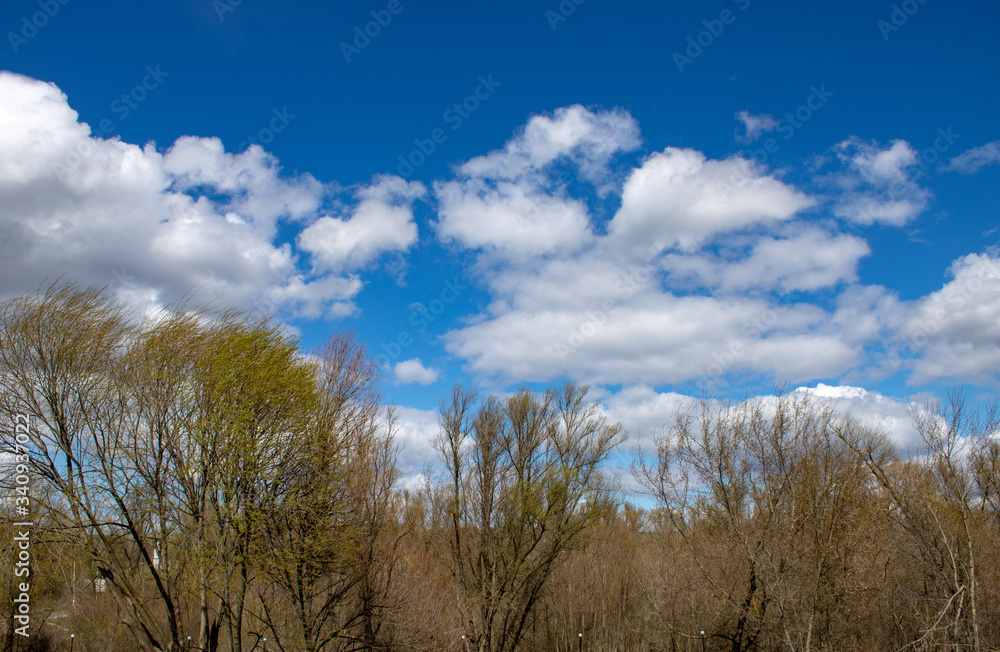 Spring landscape of a young green forest with bright blue sky.