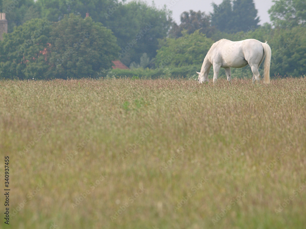 Horse in Summer Paddock Horse in Summer Paddock