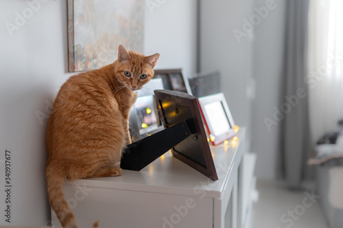 Fotografie, Obraz gato atigrado sentado en un mueble, es sorprendido mientras juega con un marco d