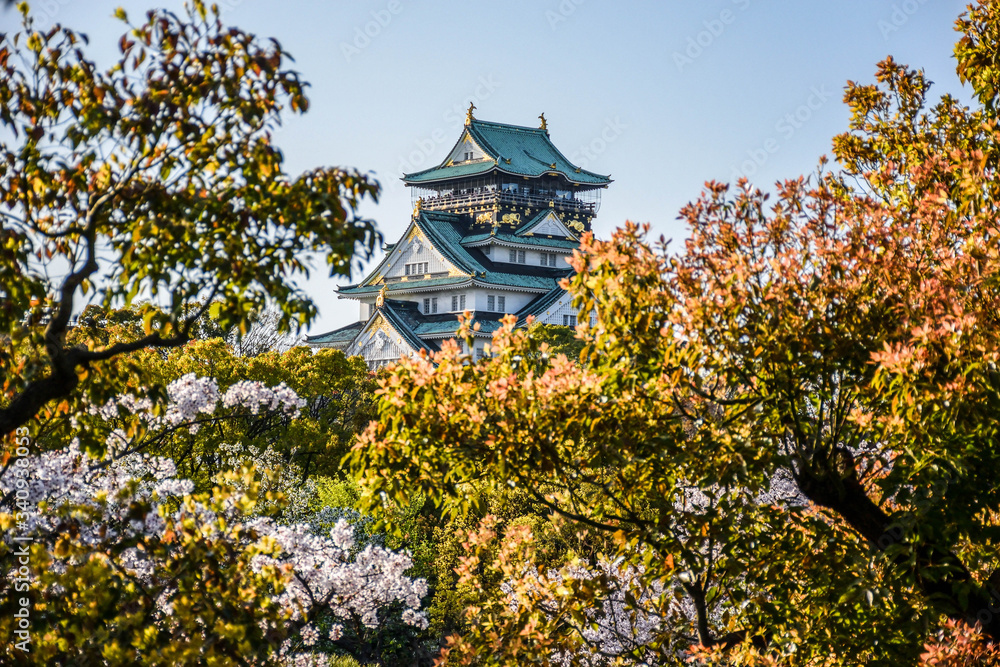 Osaka castle surrounded by bushy trees and cherry blossoms, Japan Osaka castle surrounded by bushy trees and cherry blossoms, Japan