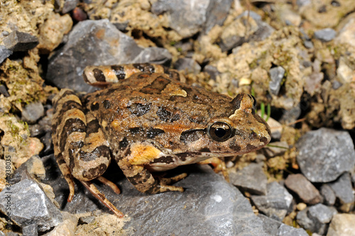 Gemalter Scheibenzüngler (Discoglossus pictus) - Spanien / Mediterranean painted frog - Spain photo