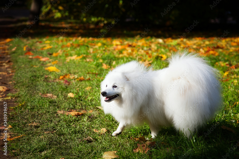 White Japanese Pomeranian walks in the Park in autumn White Japanese Pomeranian walks in the Park in autumn