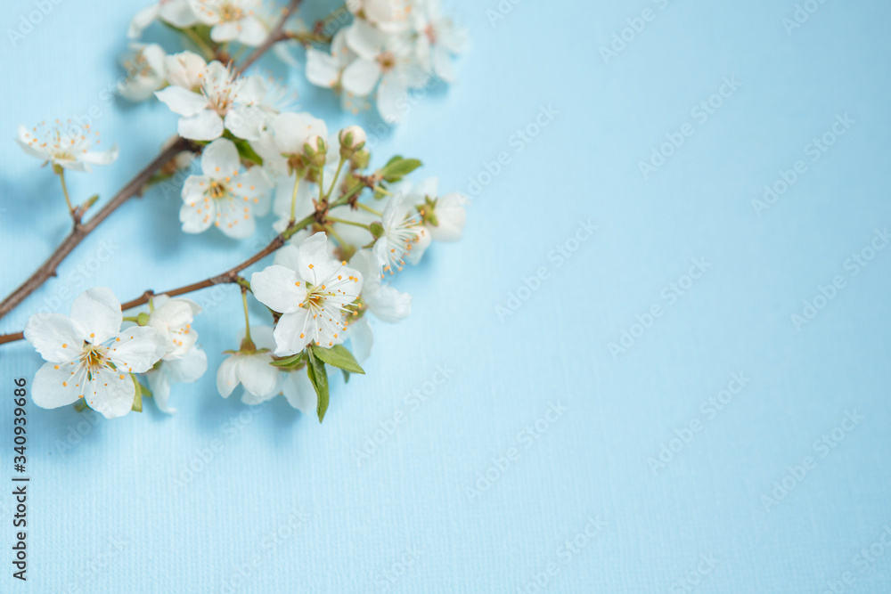 Obraz premium Branch with white flowers on a blue background, space for text. Spring background. Template, frame. Easter