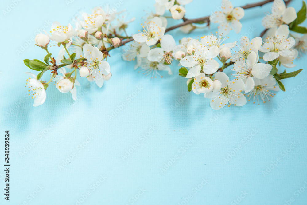 Branch with white flowers on a blue background, space for text. Spring background. Template, frame. Easter
