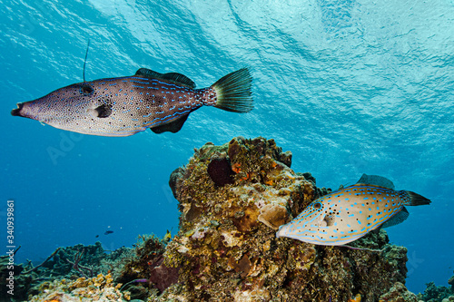 Scribbled leatherjacket fish in Cozumel national park photo