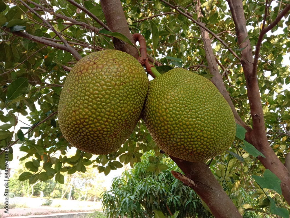 Jackfruit fruit or vegetable branch hanging on tree background closeup in the garden. Jackfruit fruit or vegetable branch hanging on tree background closeup in the garden.