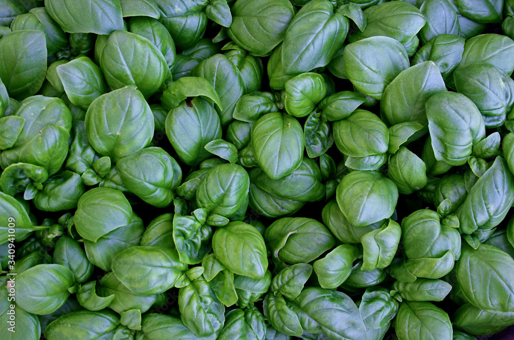 BASILICO BASILICO