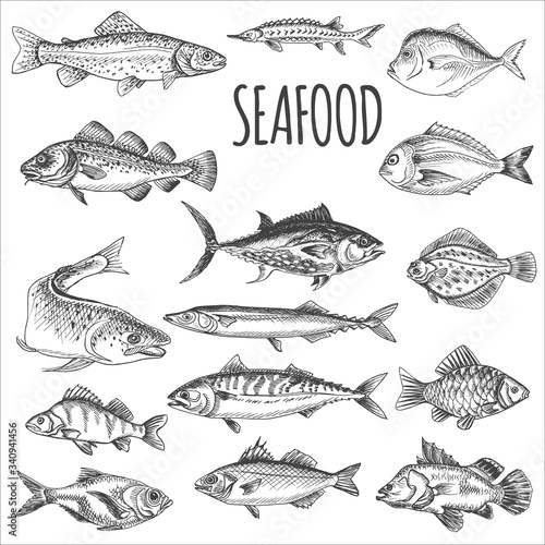 Vector illustration sketch - seafood. Card Menu restaurant. vintage design template, banner