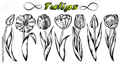 Sketch hand drawn set of line art black tulips isolated on white background. Engraved Spring hollands flowers. Vintage turkish tulip. Retro, floral, botanical, plant, vector illustration.