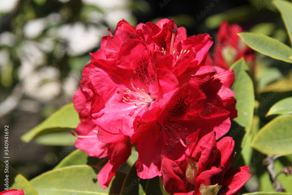 Red Rhododendron flower bud close up Red Rhododendron flower bud close up