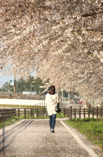 桜と女性 栃木県真岡市 五行川沿い