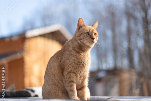 Fototapeta Naklejka Na Ścianę i Meble -  red cat walks on the background of a wooden house in the sun