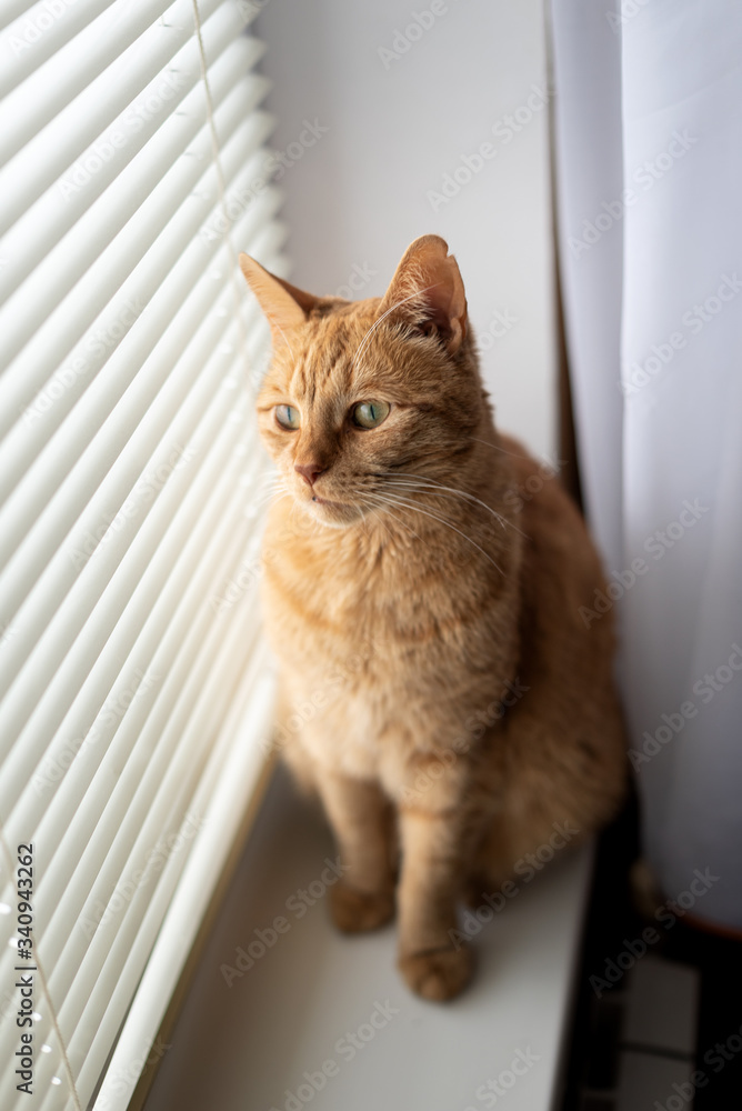 red cat sits on a windowsill and looks through the blinds