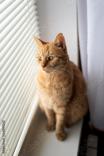 red cat sits on a windowsill and looks through the blinds