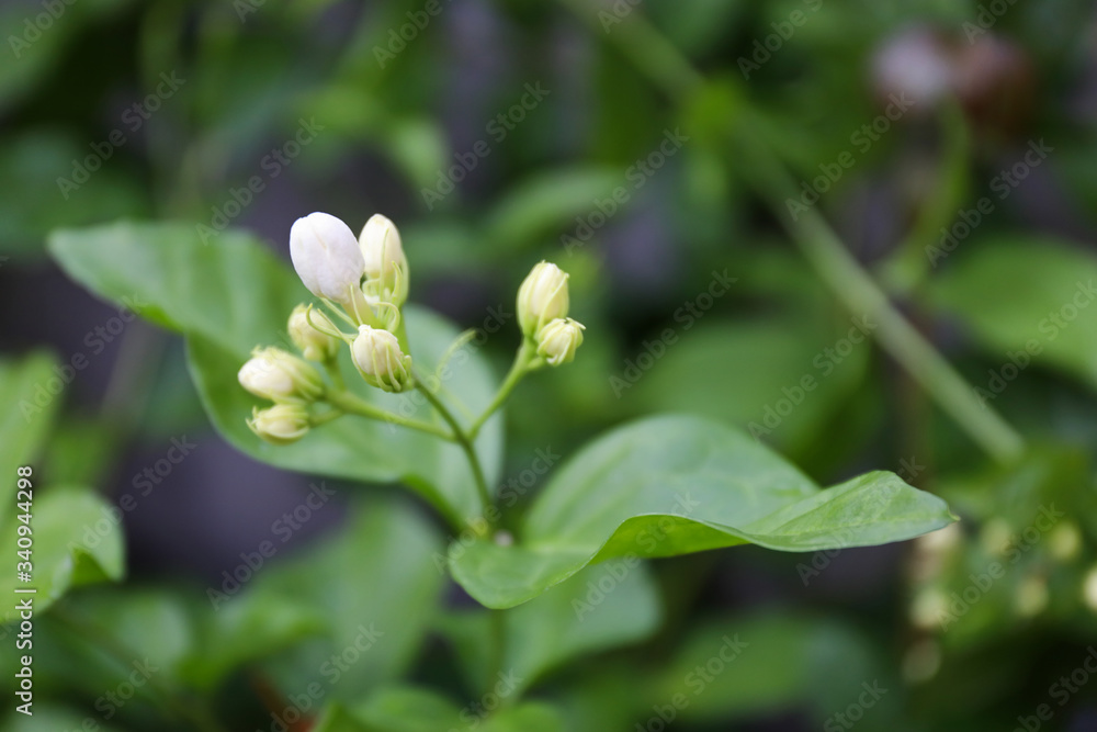 Close up of jasmine flower blooming in the garden Close up of jasmine flower blooming in the garden