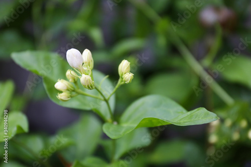 Close up of jasmine flower blooming in the garden