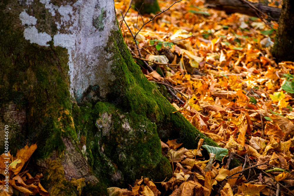 Mushroom in bright green moss on tree Mushroom in bright green moss on tree