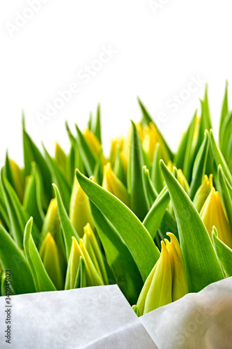 Closeup of a bouquet of yellow dutch tulips in bud with green leaves in paper isolated on white. Springtime concept. Vertical image with selective focus and copy space.      