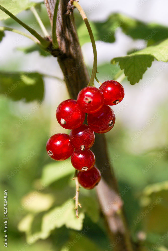 Bouquet of red currant berries on a branch. Selective focus