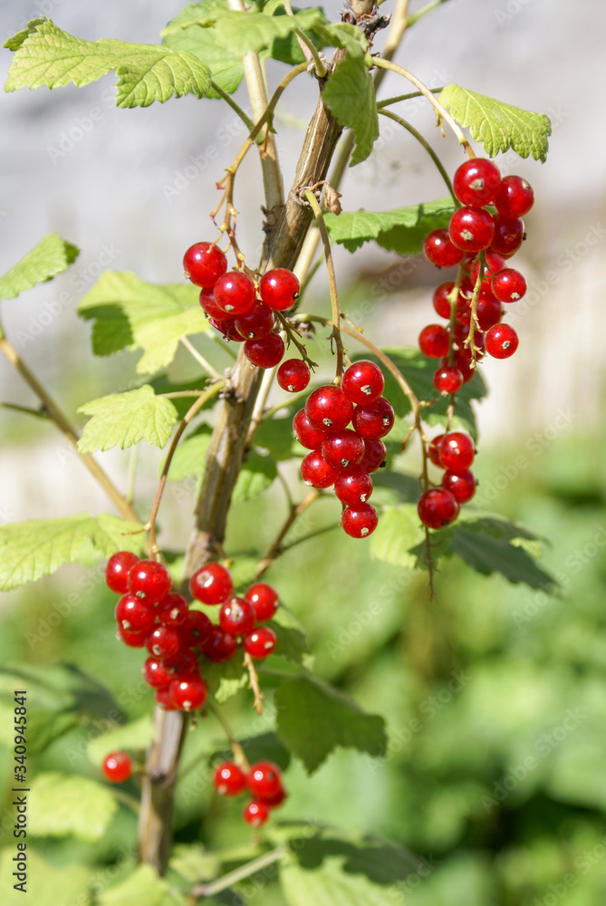 Bouquet of red currant berries on a branch. Selective focus Bouquet of red currant berries on a branch. Selective focus