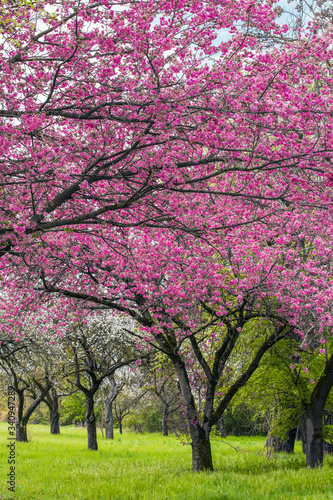 Zierkirschen-japanische Blütenkirsche -prunus Kanzan im Frühling
