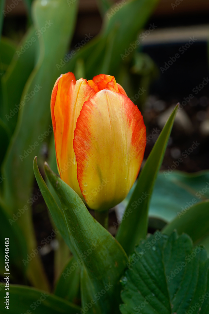 Naklejka premium Beautiful tulips growing outside. Bright orange and yellow flowers.
