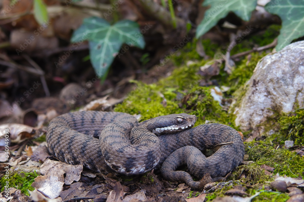 Fototapeta premium vipera (Vipera aspis) in ambiente naturale,ritratto